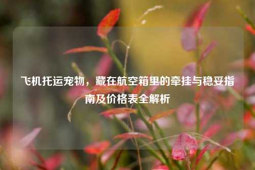 飞机托运宠物,藏在航空箱里的牵挂与稳妥指南及价格表全解析