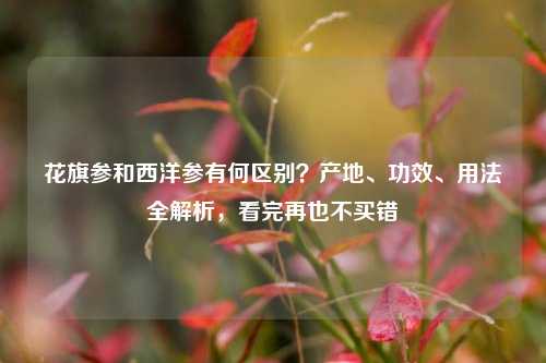 花旗参和西洋参有何区别?产地、功效、用法全解析,看完再也不买错