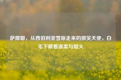 萨摩耶,从西伯利亚雪原走来的微笑天使,白毛下藏着温柔与烟火