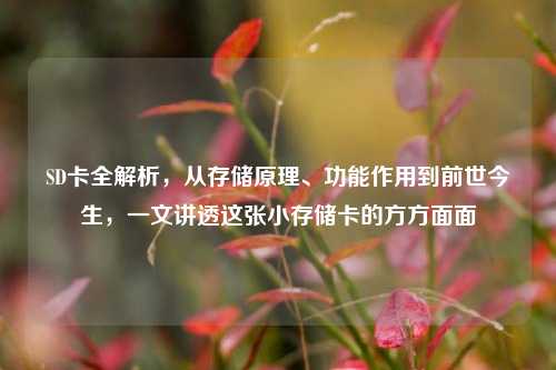 SD卡全解析，从存储原理、功能作用到前世今生，一文讲透这张小存储卡的方方面面